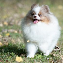 Bjork - Chocolate merle male Pomeranian puppy in Virgina, Minnesota from 10.000 Lakes Pomeranians