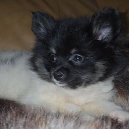 Hunnibunnies sweet pea - Tri-colored female Pomeranian puppy in Cleveland, Ohio from Hunnibunnies