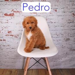 Pedro - Red male Aussiedoodle puppy in Calhoun, Georgia from Happy Top Doodles