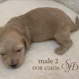 Male 2 - Cream male Dachshund puppy in Bratt, Florida from Sugarfoot Dachshunds