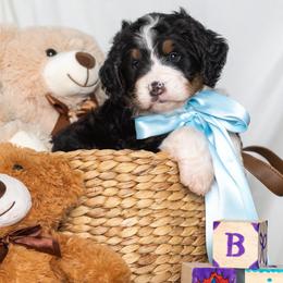 Skipper - Tri-color male Bernedoodle puppy in St Joe, Indiana from Pawsh Bernedoodles