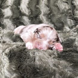 Australian Shepherd Puppies from Burdock Hill Australian Shepards