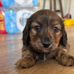 Pogo - Brindle male Dachshund puppy in Tonopah, Arizona from Brandie's Dachshunds