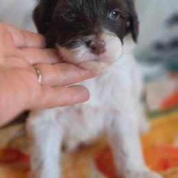 Boy 4 - Brown and white male Portuguese Water Dog puppy in Indianola, Utah from Mlee puppies