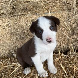 Girl 3 - Red female Border Collie puppy in Centerville, Washington from Forthright Farms