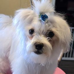 Maltese, Maltipoos, Poodles, and Shih Tzus from Marlees Puppies 1