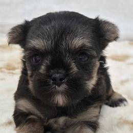Spookley - Black & tan tri-color male Morkie puppy in Monticello, Iowa from Ashley’s Puppies