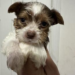 Waylon - Parti male Yorkshire Terrier puppy in Rochester, New York from Tnt Yorkies and Cosmic corgis