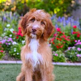 Shania - Red female Irish Doodle puppy in Tucson, Arizona from Sun Valley Goldendoodles