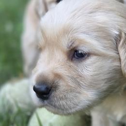 Golden Retrievers from Goldens of Northern Virginia