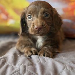 Vivienne - Chocolate female Dachshund puppy in Pflugerville, Texas from Dream A Dream Dachshunds