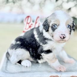 Blue collar with tail - Blue merle male Miniature Australian Shepherd puppy in 32046, Florida from River Hill Ranch