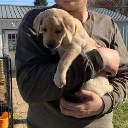 Labrador Retrievers from Bayou Creek Retrievers
