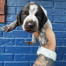 Yellow collar - Liver roan female German Shorthaired Pointer puppy in Huntington, Texas from B&B GSP’S