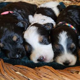 Rose - Black and white female Bernedoodle puppy in Granton, Wisconsin from Rose River Farms