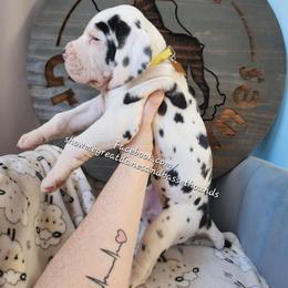 Yellow collar - Harlequin female Great Dane puppy in Alton, Illinois from Show Me Great Danes and Basset Hounds