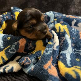 Yorkshire Terrier Puppies from Kathy's Yorkies