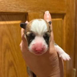 Glow - Red female Pembroke Welsh Corgi puppy in Delton, Michigan from CorGizmo