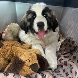 Pyrenean Mastiff All Grown Up from Bella Dulce