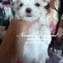 Girl 2 - White female Maltese puppy in Snowville, Utah from Navabo Diamond