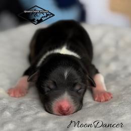 Moondancer - Black tri female Miniature Australian Shepherd puppy in Cody, Wyoming from Quartz Creek Aussies