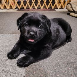 Labrador Retrievers from Mykiss Labradors