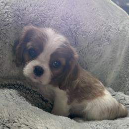 Sullivan - Blenheim male Cavalier King Charles Spaniel puppy in Inez, Texas from Londyn Cavaliers