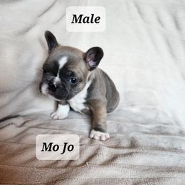 French Bulldogs from Liza's Frenchies