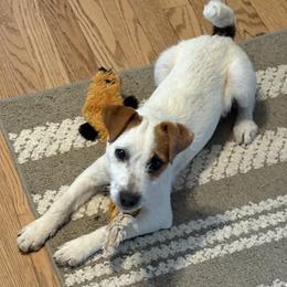 Moira Rose - Tan and white female Jack Russell Terrier puppy in Wendell, North Carolina from Cedar Grove Jack Russell Terriers
