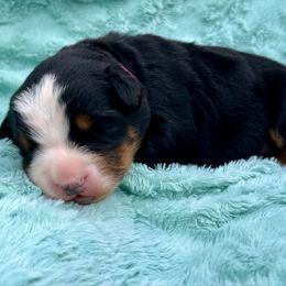 Liesl - Black rust and white female Bernese Mountain Dog puppy in Fitzgerald, Georgia from Southern Charm Bernese