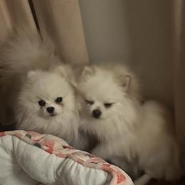 Pomeranian All Grown Up from Laura Velli