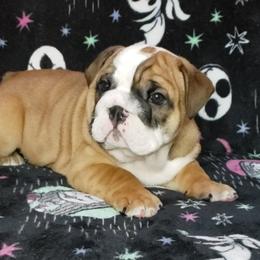 Bulldog Puppies from Illinois Bullies Kennel