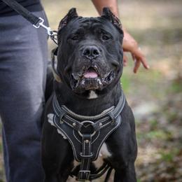 Leia - Perro de Presa Canario
