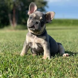 French Bulldogs from Rusty Spur Frenchies