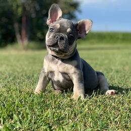 French Bulldogs from Rusty Spur Frenchies
