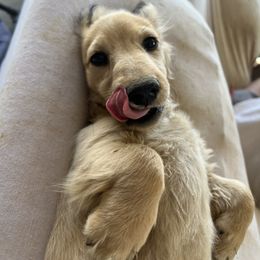 Dachshund Puppies from Loveland Doxies