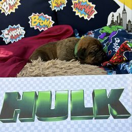 Hulk - Fawn male Boerboel puppy in Florida from CLAD Guard Boerboels