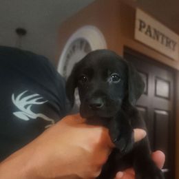 Black 3 - Black male Labrador Retriever puppy in Hebron, Kentucky from Top Notches Labrador Retrievers