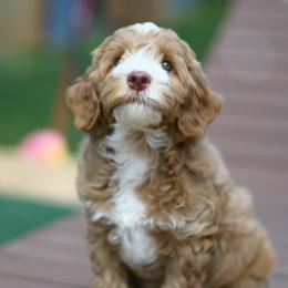 Boy 1 - Caramel red male Australian Labradoodle puppy in Port Orchard, Washington from Snooze and Sniff Labradoodles
