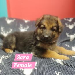 Sarah Pink Collar - Black and red female German Shepherd puppy in Bedias, Texas from TiPi S Ranch's German Shepherds