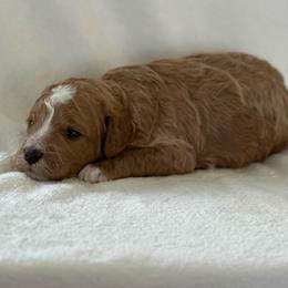 Boysenberry - Apricot male Poodle puppy in Dayton, Texas from Wolfe Island Poodles