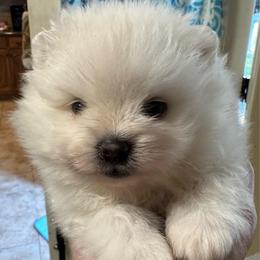 Boy 1 - White male Pomeranian puppy in Cullman, Alabama from Dixie Darlings Pomeranians