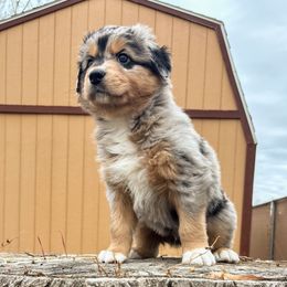 Jack - Blue merle male Australian Shepherd puppy in Roy, Utah from Sage House Pups