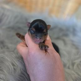 Viena - Blue and gold female Yorkshire Terrier puppy in Battle Ground, Washington from Joyful Yorkies