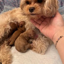 Cavapoo puppies from Kay’s Cutie Poos
