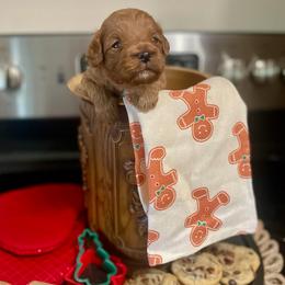 Linzer - Red male Cavapoo puppy in Mouth Of Wilson, Virginia from HoneyBunn Doodle Co.