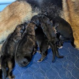 Girl 2 - Black and red female German Shepherd puppy in Kingsley, Michigan from Legacy German Shepherds