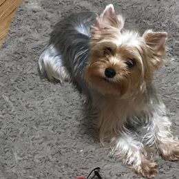 "Liberty (Libby)" Yorkshire Terrier All Grown Up from J. Fortin Yorkies