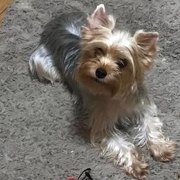 "Liberty (Libby)" Yorkshire Terrier All Grown Up from J. Fortin Yorkies