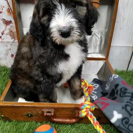 Bernedoodle, Goldendoodle, and Poodle Puppies from Granton Creek